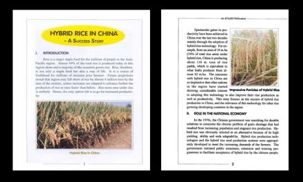 Hybrid Rice in China
