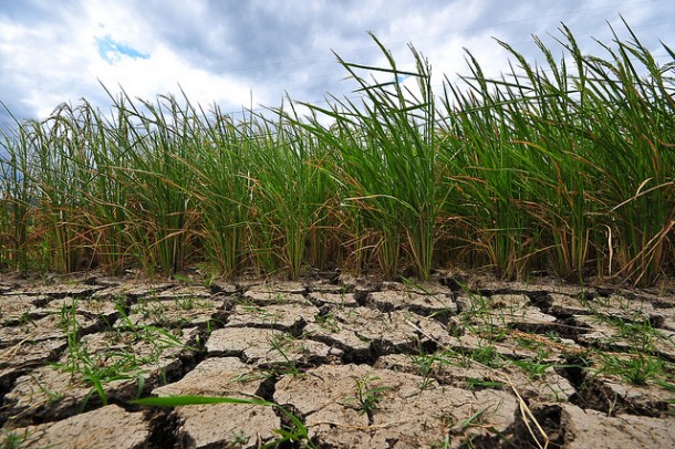 Joint action from ASEAN, other rice-growing countries, key to managing looming food crisis