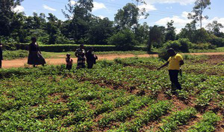 Improving the resilience of agricultural systems through innovation platforms: Creating space for farmer participation in research
