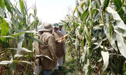 Pakistan releases first quality protein maize varieties