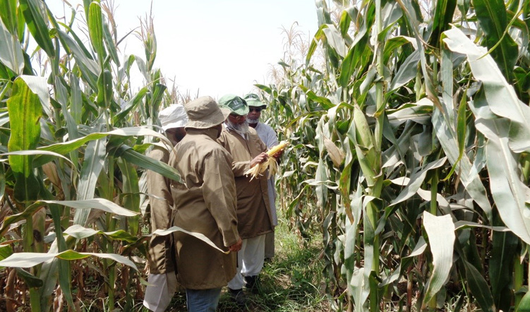 Pakistan releases first quality protein maize varieties
