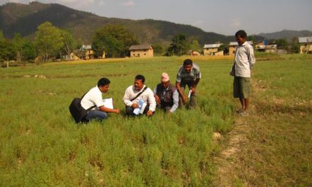New micronutrient rich lentil varieties released in Nepal and India