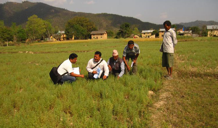 New micronutrient rich lentil varieties released in Nepal and India
