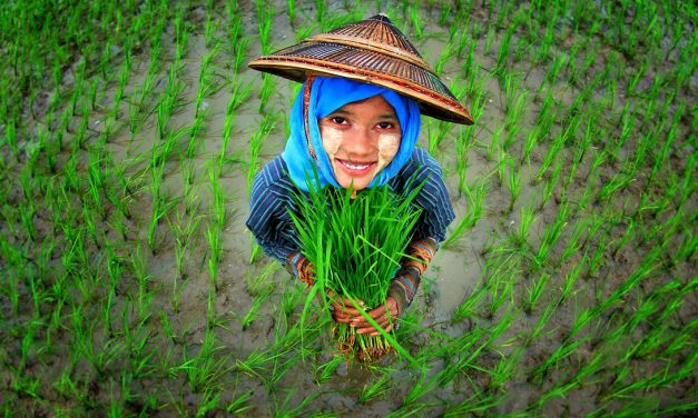 Girl surrounded by rice plants @ Bioversity International