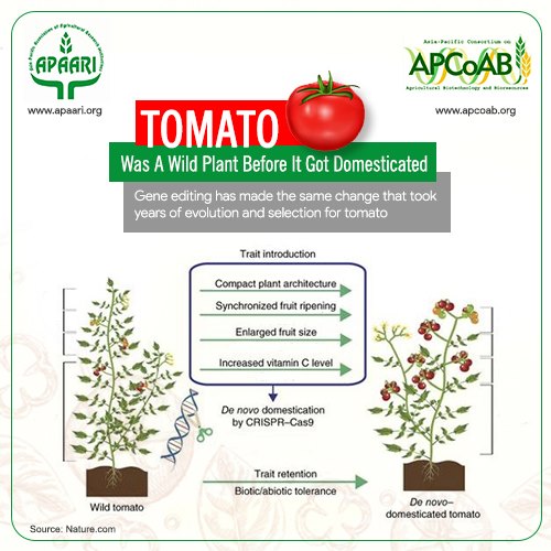 Domestication of tomato in nature