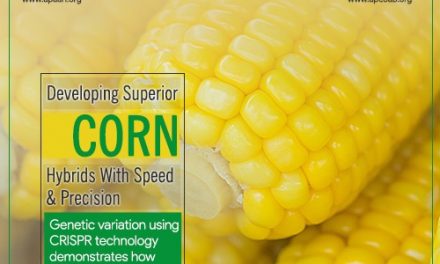 Developing Superior Corn Hybrids with Speed and Precision