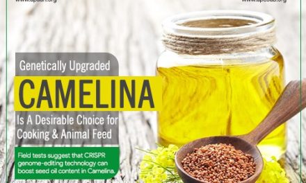 Genetically Upgraded Camelina is a Desirable Choice for Cooking & Animal Feed