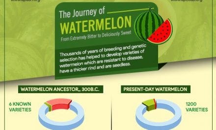 The Journey of #Watermelon – From extremely bitter to deliciously sweet