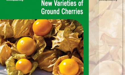Experts to develop new varieties of ground cherries