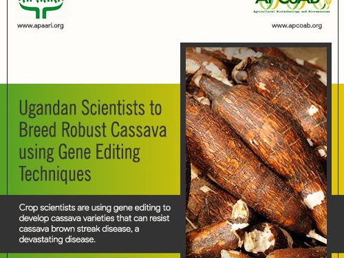 Ugandan Scientists to Breed Robust Cassava using Gene Editing Techniques