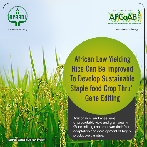 African Low Yielding Rice Can Be Improved To Develop Sustainable Staple food Crop Thru’ Gene Editing.