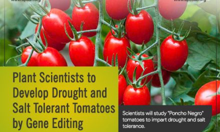 Plant Scientists to Develop Drought and Salt Tolerant Tomatoes by Gene Editing