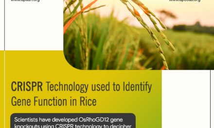 CRISPR Technology used to Identify Gene Functions in Rice