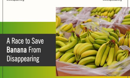A Race to Save Banana From Disappearing