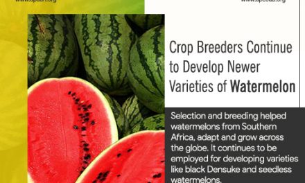 Crop Breeders Continue to Develop Newer Varieties of Watermelon.