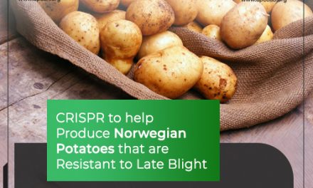 CRISPR to help Produce Norwegian Potatoes that are Resistant to Late Blight