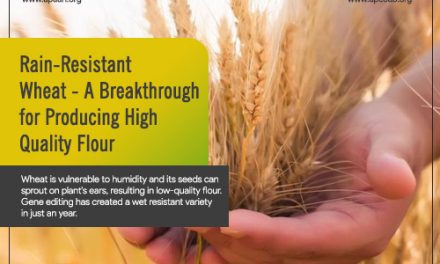 Rain-Resistant Wheat – A Breakthrough for Producing High Quality Flour