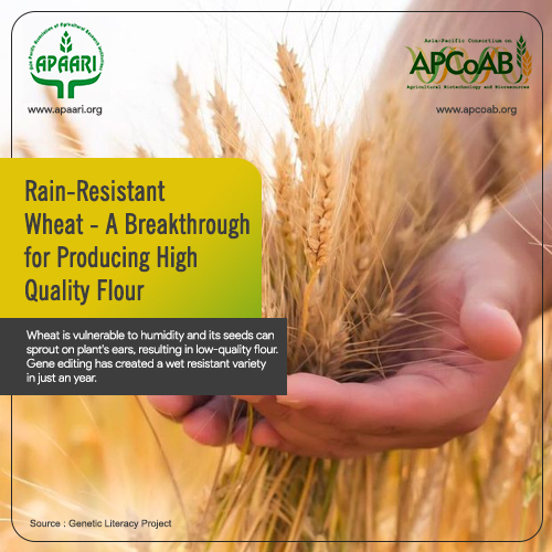 Rain-Resistant Wheat – A Breakthrough for Producing High Quality Flour