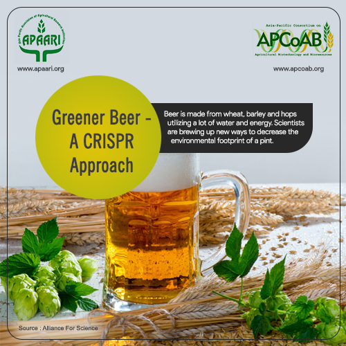 Greener Beer- A CRISPR Approach