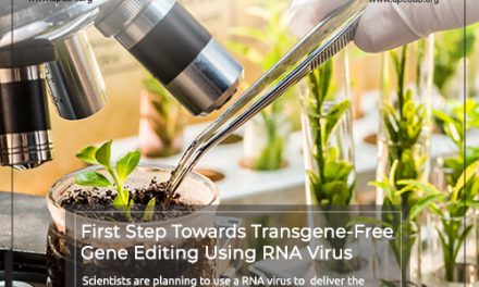 First Step Towards Transgene-Free Gene Editing Using RNA Virus