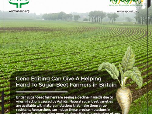 Gene-Editing Can Give a Helping Hand to Sugar-Beet Farmers in Britain