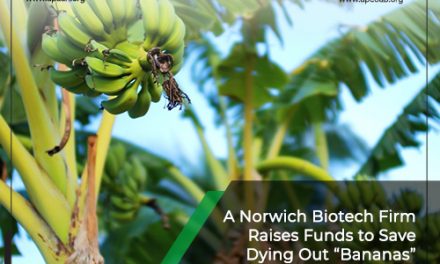 A Norwich BioTech Firm Raises Funds to Save Dying Out Bananas