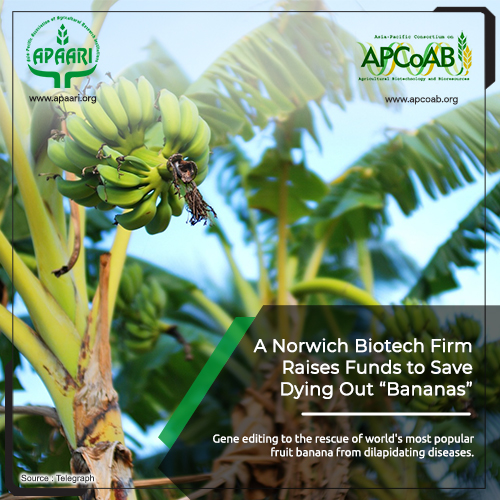 A Norwich BioTech Firm Raises Funds to Save Dying Out Bananas