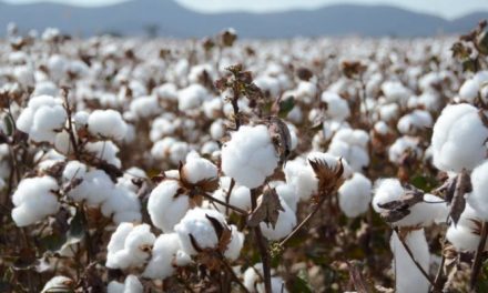 Understanding Pakistan’s cotton agriculture